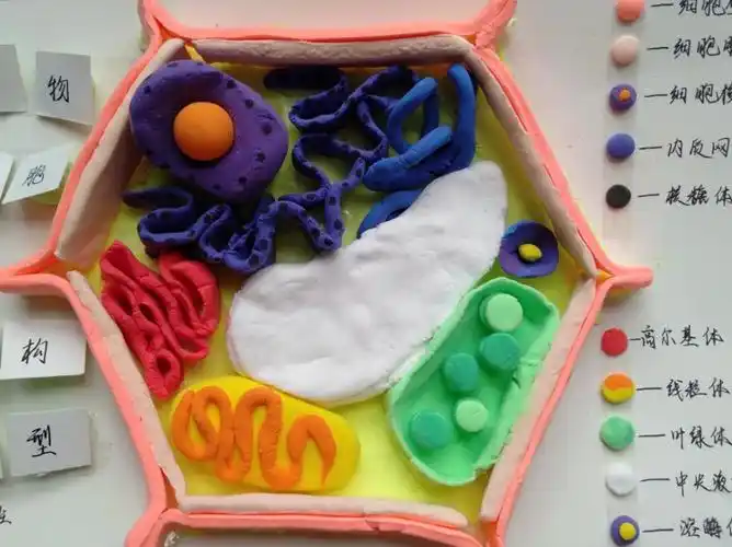 诗意的细胞奏响生命的赞歌——宁陕中学第二届生物模型制作大赛