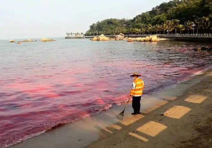 今年清明节期间,深圳大鹏湾和大亚湾出现夜光藻赤潮,白天海水呈桔