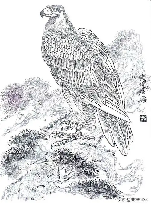 工笔动物 雄鹰白描画稿