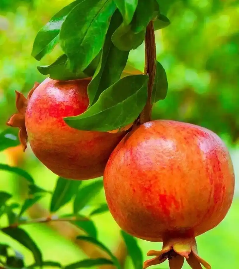 秋深石榴红 金秋,正是硕果累累的季节!