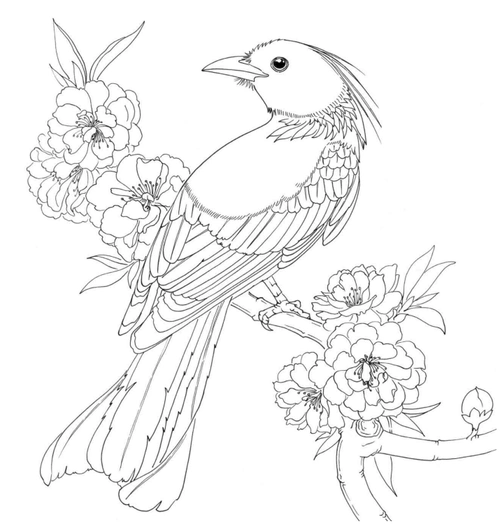 黑白花鸟线描100例第二篇