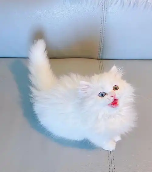 异瞳纯白拿破仑矮脚