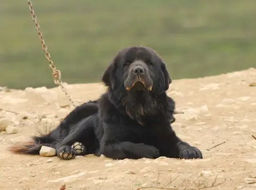 帅,4个月大的藏獒