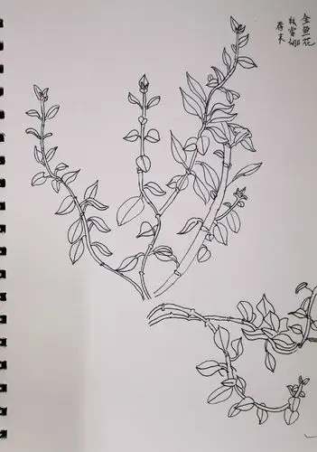 本周植物写生:金鱼花 - 美篇