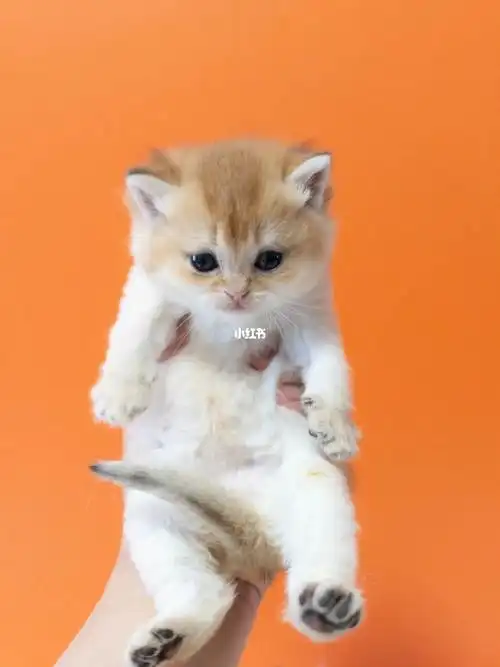 金渐层  #英短金渐层  #猫咪