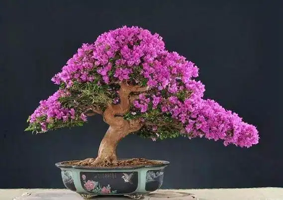 老桩三角梅盆景