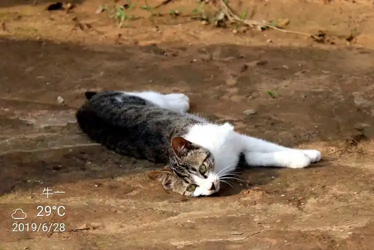 【拍】黑白狸猫