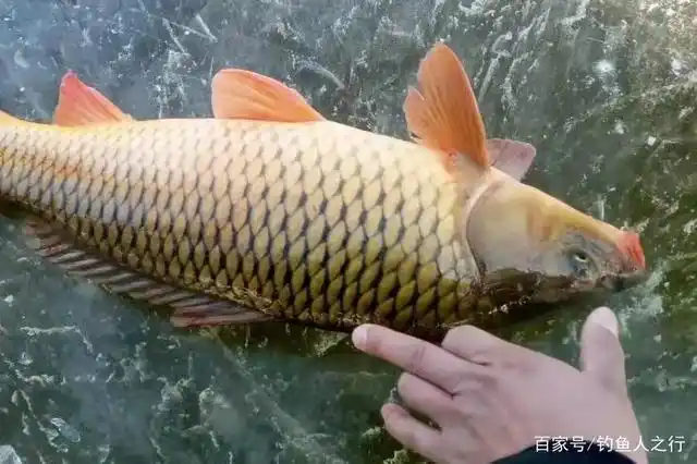 晚春垂钓鲤鱼,打窝使用这几招,上钩的都是大鲤鱼