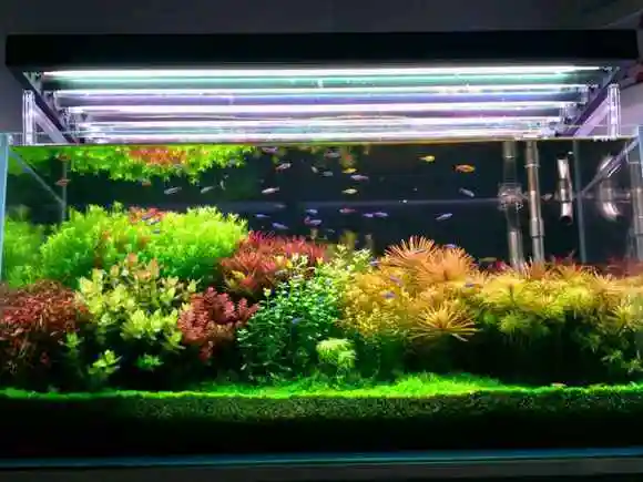 首页 鱼缸造景 90cm荷兰景草缸争奇斗艳好美啊