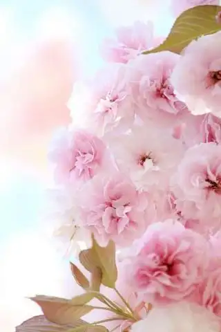 唯美粉色花朵好看的手机壁纸