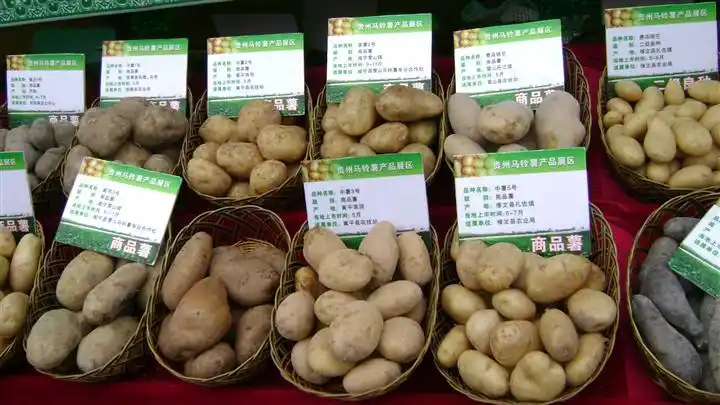 马铃薯品种