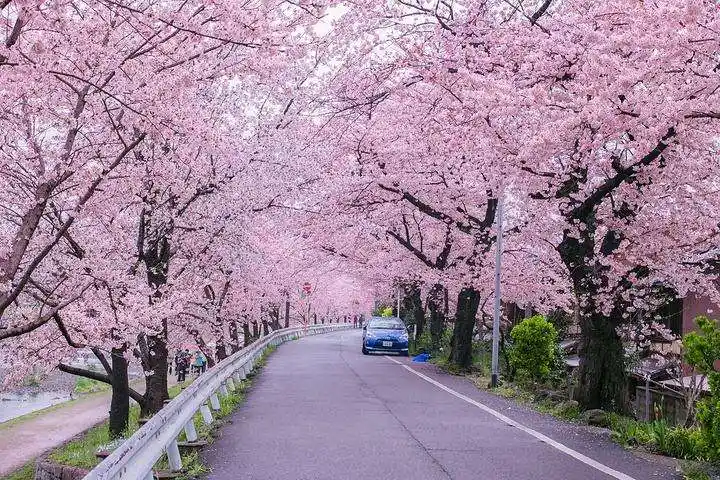 "浪漫樱花树"美工课堂开课啦!