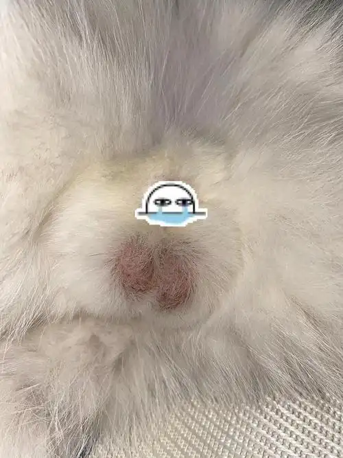 【讨论】为什么我家猫蛋蛋上没毛啊?