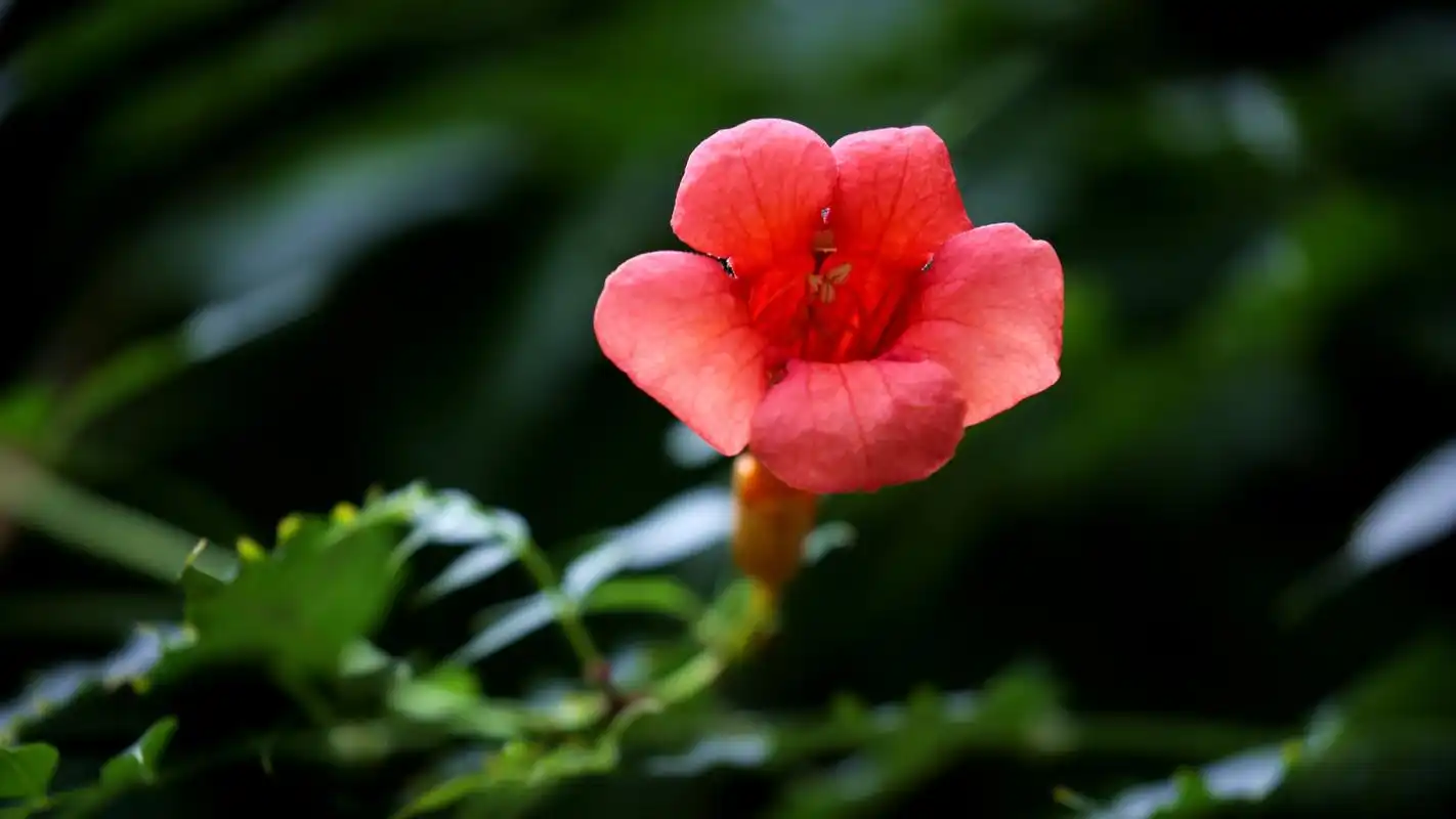 凌霄花图片素材高清电脑桌面壁纸