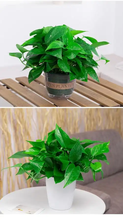 绿萝盆栽室内好养客厅绿植花卉水培植物大叶长藤绿箩批发 120原红盆