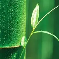 君子竹,风景头像图片-回车桌面