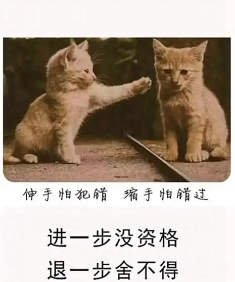 伸手怕犯错缩手怕错过两只猫表情包