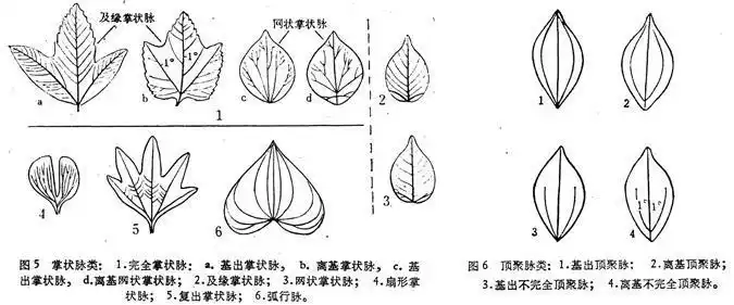掌状脉序简笔画