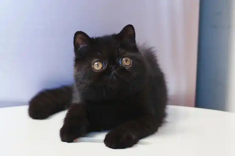 黑色加菲猫妹妹幼崽幼猫招财猫