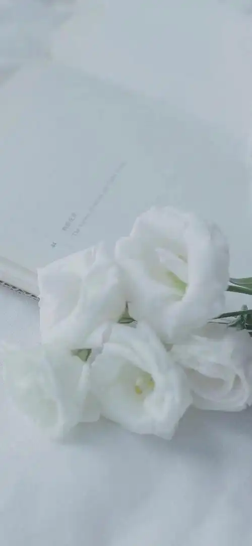 干净白色系壁纸