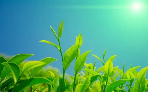 嫩芽嫩叶唯美图片电脑桌面壁纸下载高清大图预览1680x1050_植物壁纸下