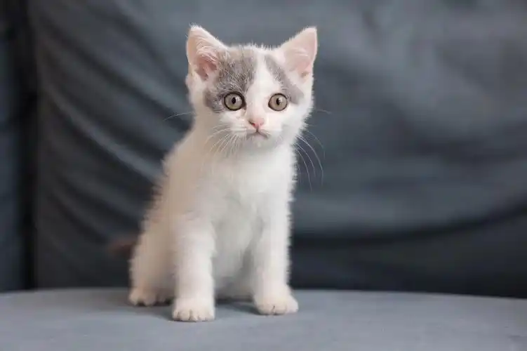 无辜脸净梵猫咪找新家