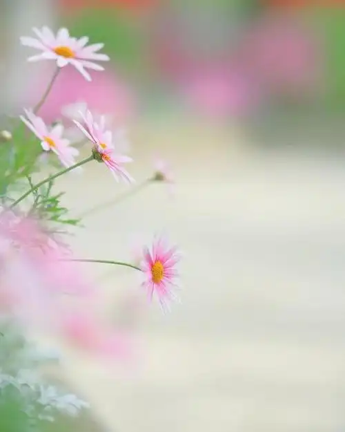 谁将春色分两半,人间最美四月天