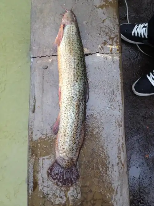 台湾泥鳅的介绍