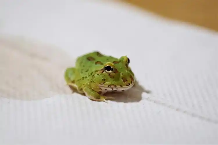 玛卡巴卡是一只角蛙