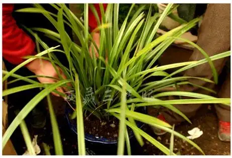 兰草图片野生-其他花草_【三农电视网】农村养殖致富项目_专业的农林