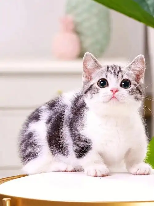 曼基康矮脚美短加白起司妹妹3500广州番禺区