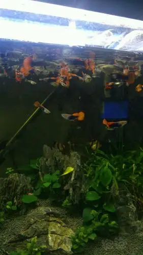 孔雀鱼10条垃圾鱼爆缸状态