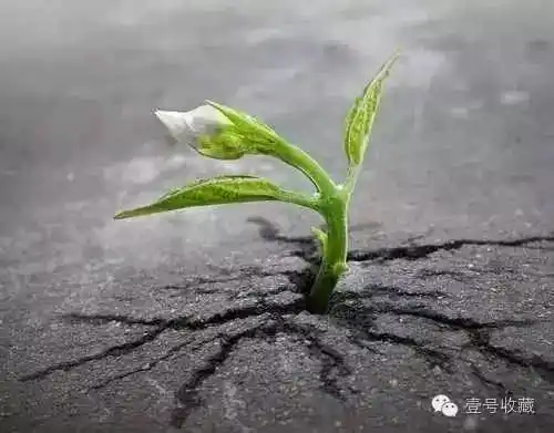 【欣赏】自然界的生命力太神奇