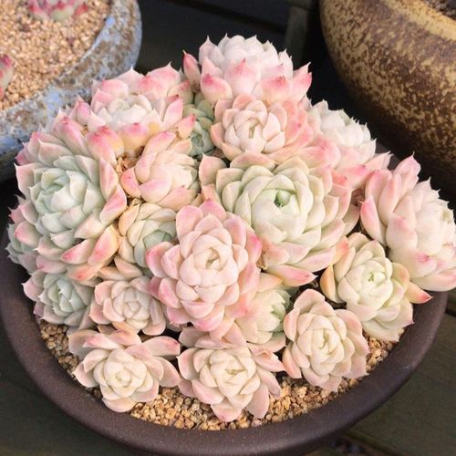 新手白月影群生老桩好养多肉植物盆栽室内花卉稀有品种贵货韩货