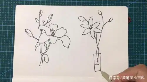 小学生一瓶美丽的百合花简笔画图片大全