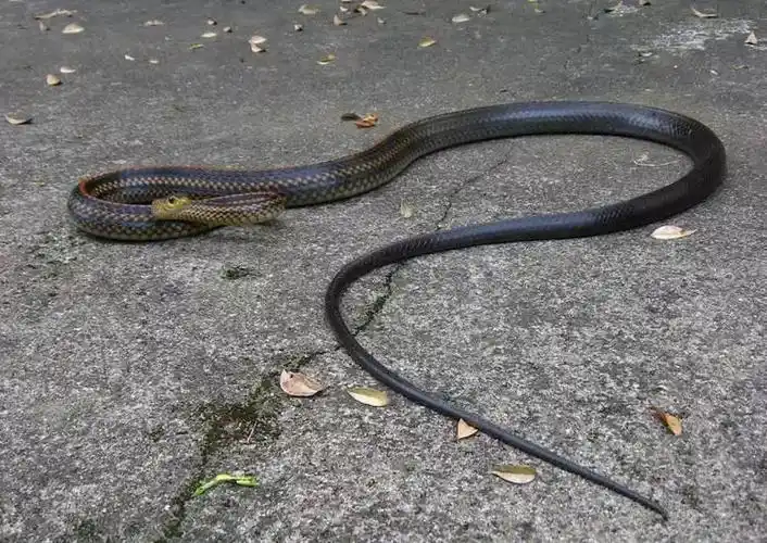 当心!长沙女子在路上散步,路边突然溜出一条蛇?