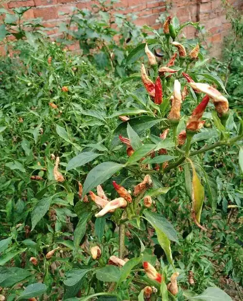 辣椒枯竭,不知道什么原因,请帮忙看看