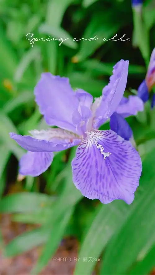 鸢尾花,紫色的浪漫 - 阳光rainbow - 图虫