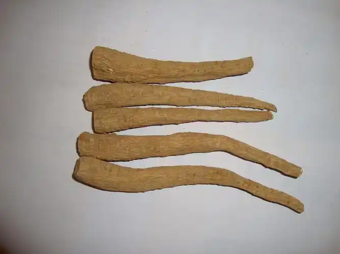 禹白芷词条图册_百度百科