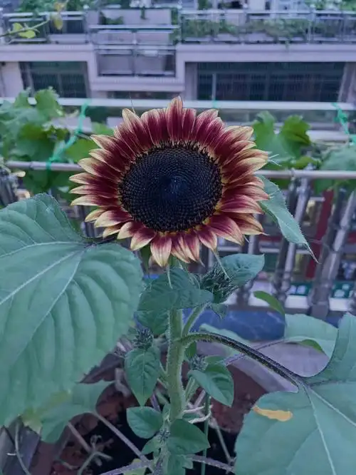 向日葵成长记录从播种到开花