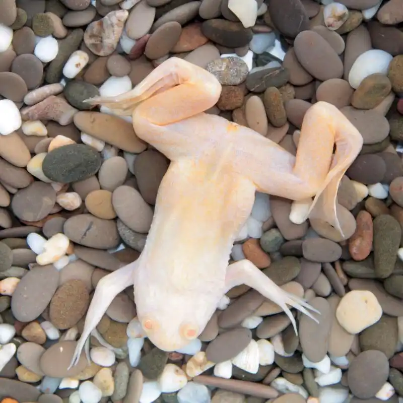 非洲爪蟾 (非洲爪的蟾)