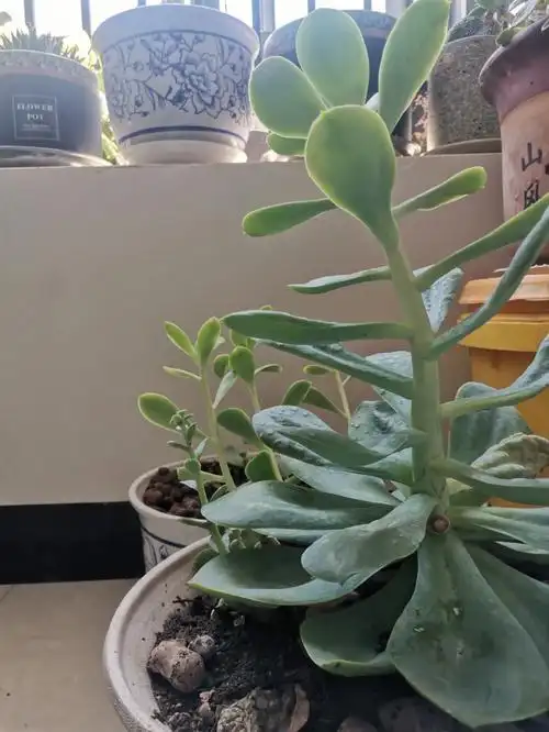 多肉徒长咋救03