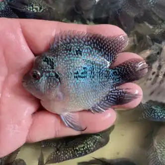 8-9cm元宝罗汉1条/起头【图片 价格 品牌 报价】-京东