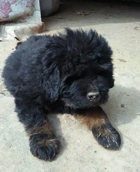 家养藏獒,急售,预苗全部打完,黑色,纯种!