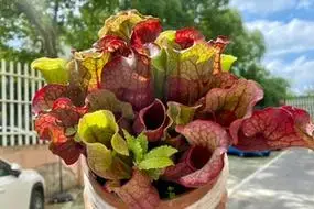 紫色海螺瓶子草