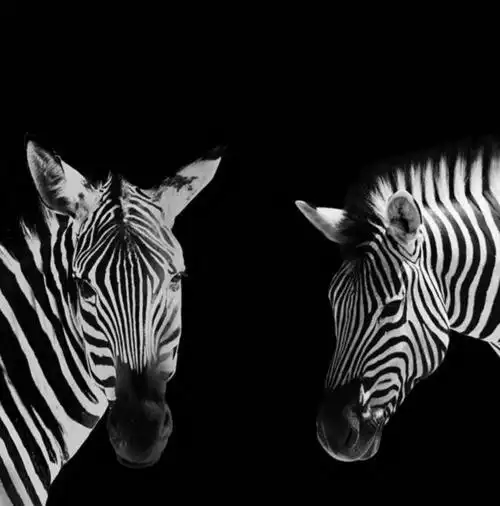 物体有强烈的对比可用黑白表现