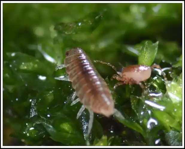 标题:青苔下的小虫虫