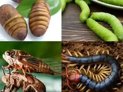 瞎蛾子有毒吗 - 抖音