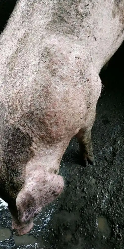 育肥猪全身起红疙瘩