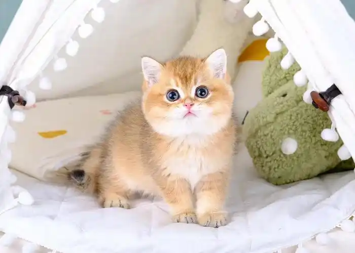 金渐层ny11色 坐标广州v: a9511884